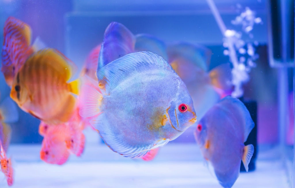 A group of discus in blue, gold and red crowd together against a pale aquarium wall, the nearest one facing the camera with a red eye.