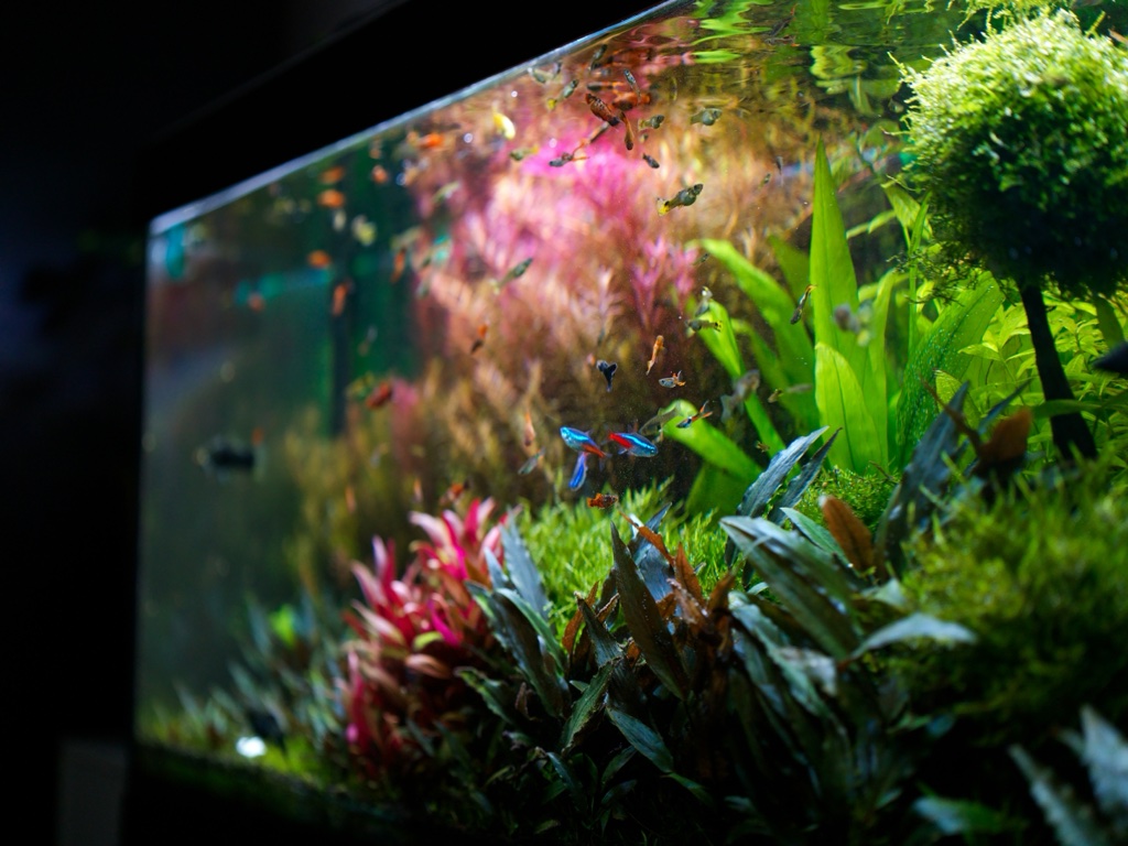 A densely planted aquarium seen along the front glass at an angle, with pink stem plants, a moss covered tree, green carpet and small blue and red tetras among the leaves.