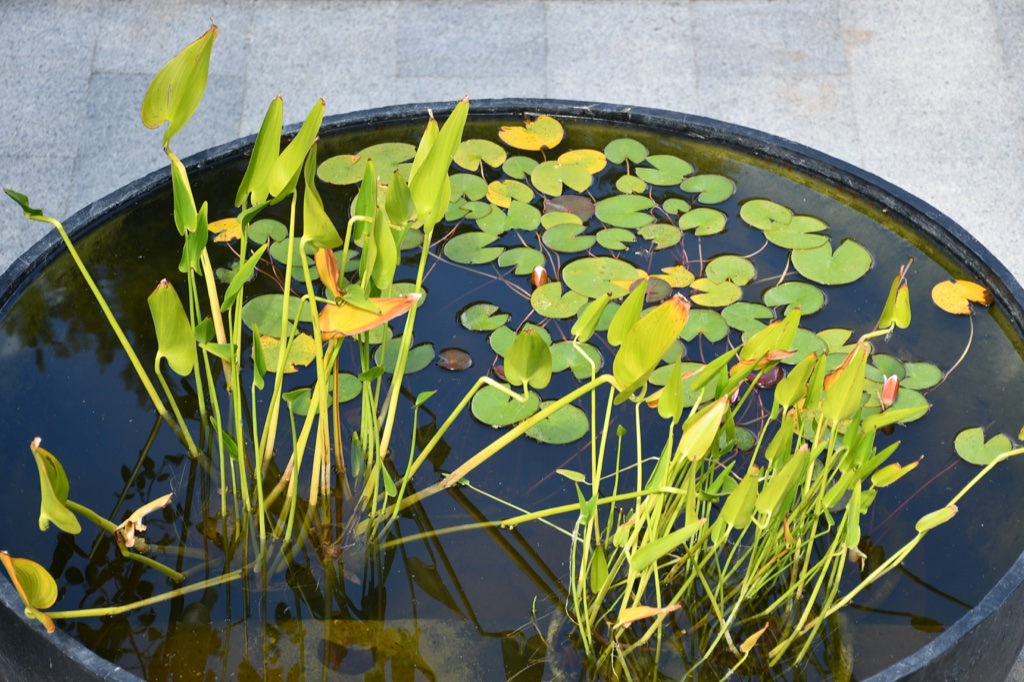 A black tub pond on a paved terrace, its dark surface covered in water lily pads with spear shaped emergent leaves rising out of the water.