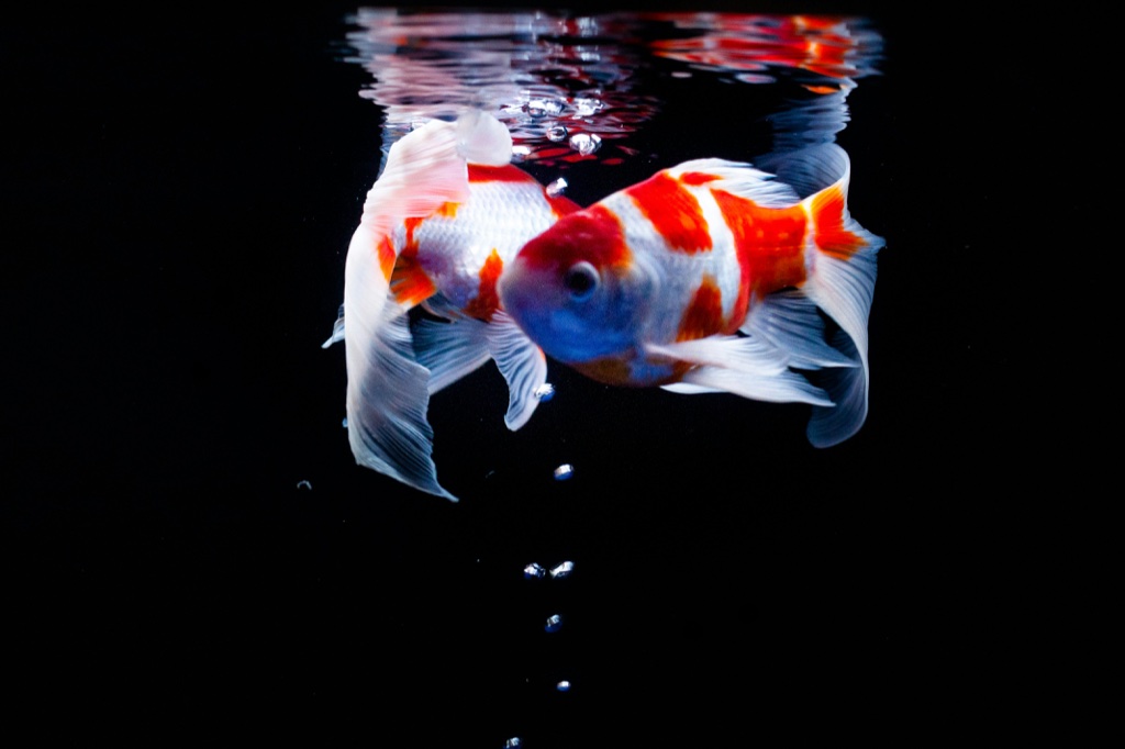Two red and white fancy goldfish with long flowing fins meet head to head just below the water surface against a black background.