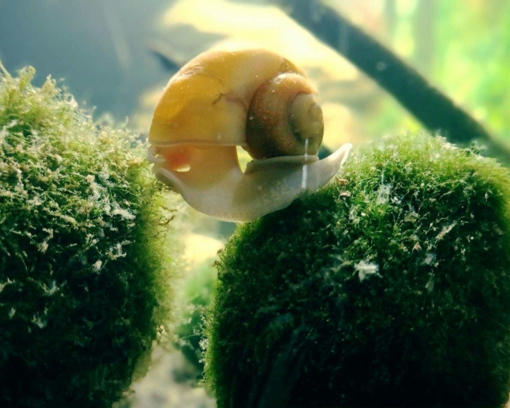 A yellow shelled aquarium snail with its pale foot extended crosses the gap between two moss covered stones.