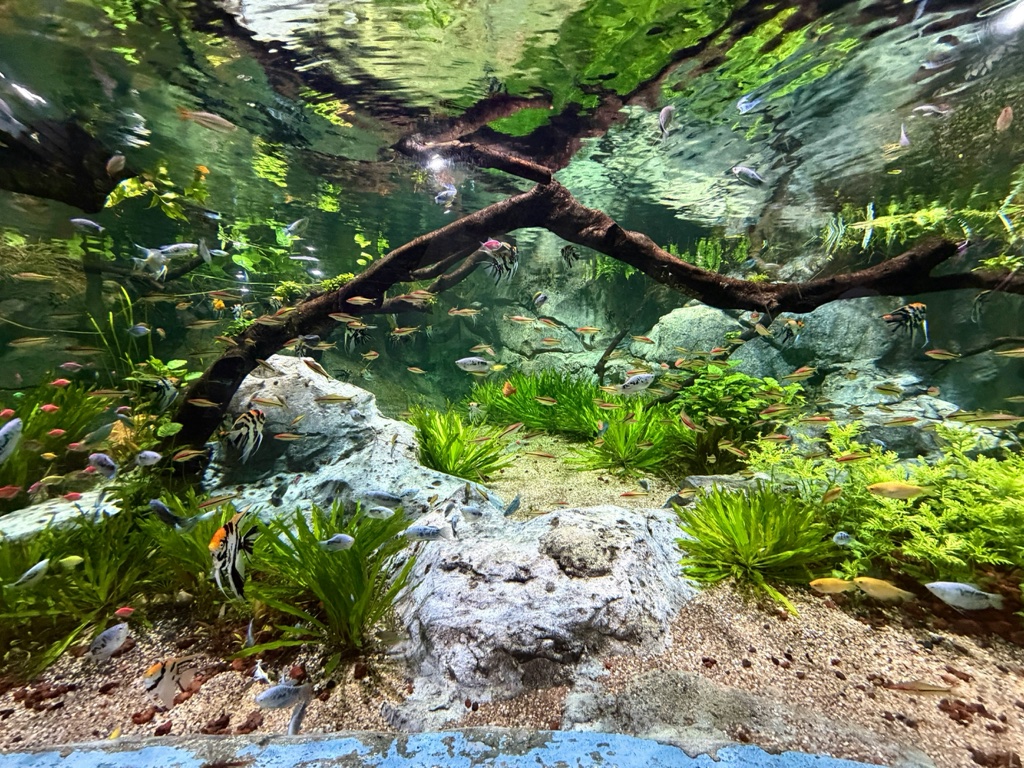 A wide display tank with pale sand, weathered rocks and a bare branch across the middle, shoals of small silver and orange fish spread through the water and a striped angelfish at the lower left.