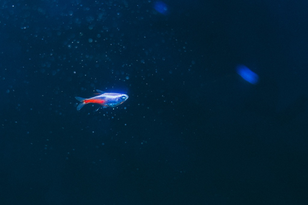A single neon tetra with a bright blue stripe and red rear half swims alone in dark blue water speckled with drifting particles.