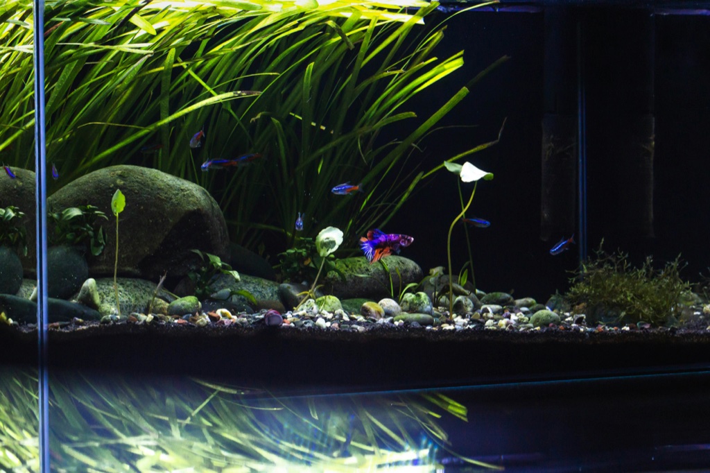 A low planted tank with rounded stones over gravel, tall grassy leaves at the back and two white flowers on stalks, with a red and blue betta and several small blue fish among them.