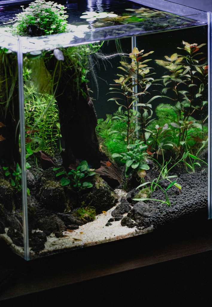 A rimless cube aquarium seen from the front corner, dark porous rock and wood rising from black substrate beside a pale sand path, red tinged stem plants at the back and a raft of floating plants on the surface.