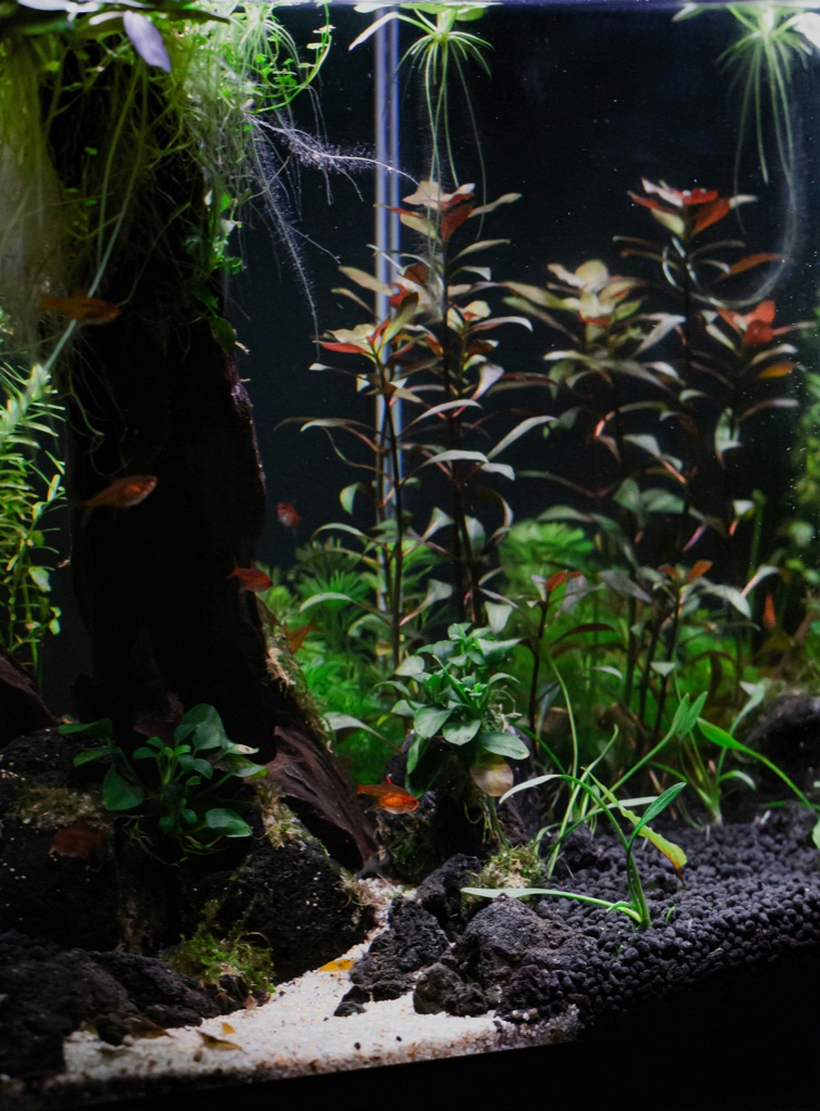 A planted tank photographed from the front, tall red and green stem plants filling the right side, a dark wood spar on the left, and a pale sand channel cutting through black substrate at the front.