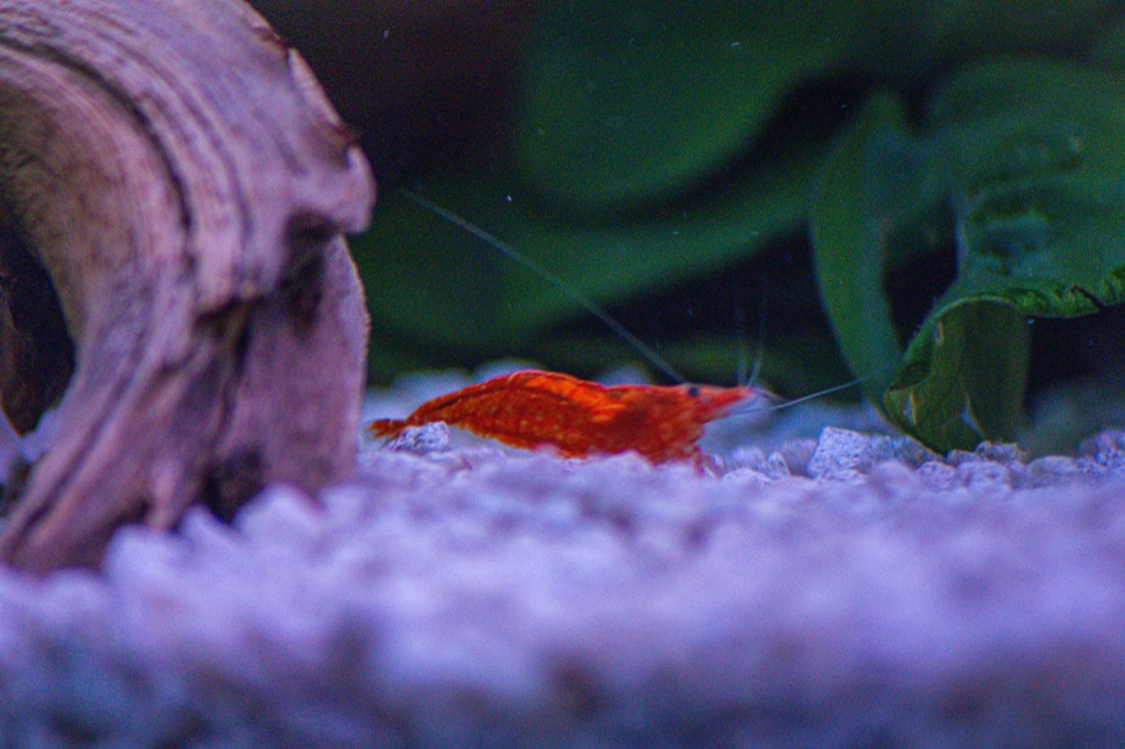 A bright red cherry shrimp stands on pale gravel beside a smooth piece of driftwood, its long antennae swept back, green leaves blurred behind.