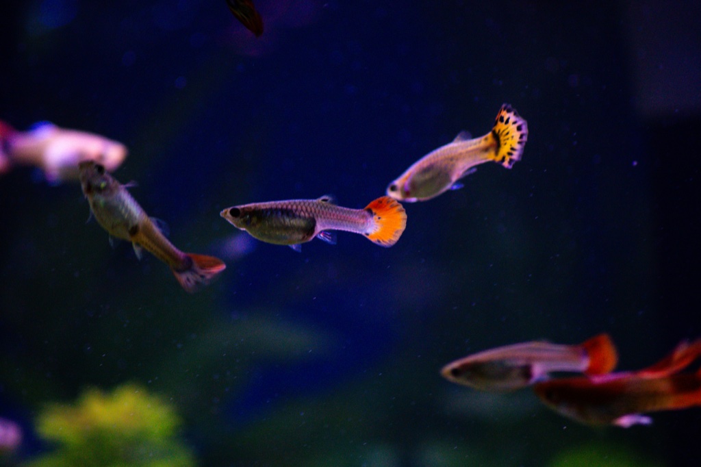 Four guppies with orange and yellow tails swim at different depths in dark blue water.