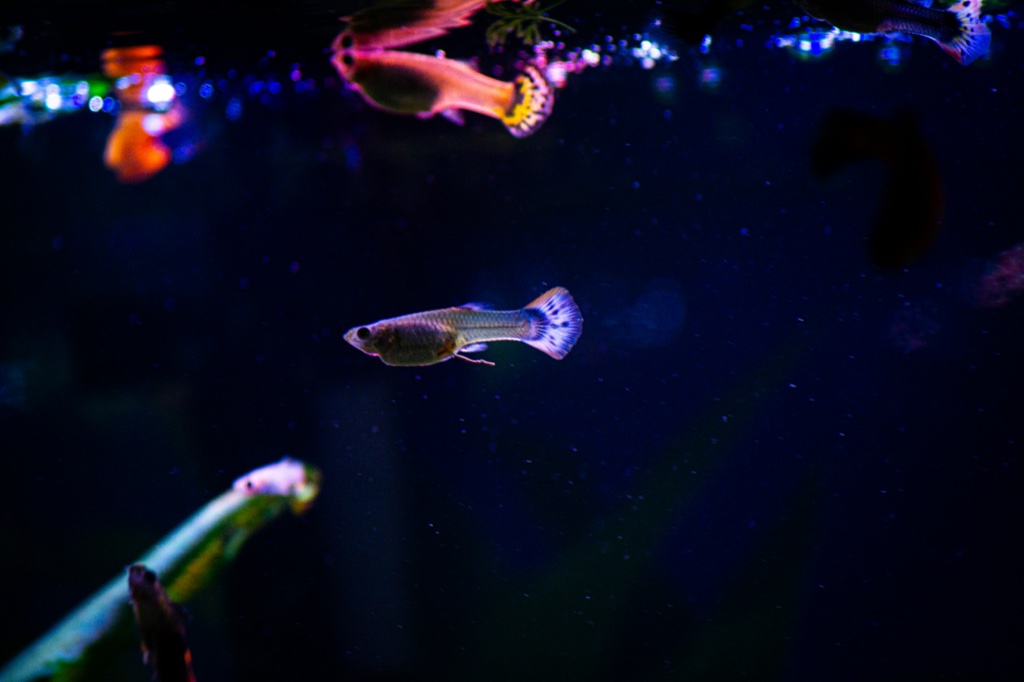 A guppy with a pale fan tail swims in dark water below the mirrored surface, where more guppies and points of light are reflected.