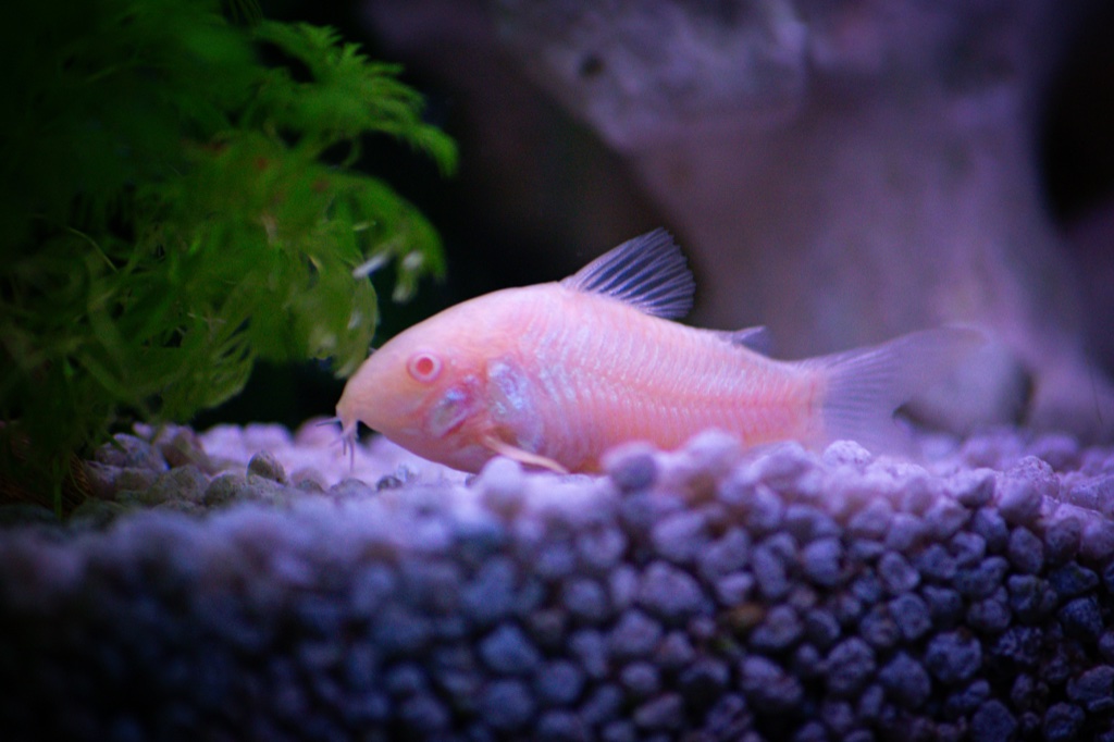 A pale pink albino corydoras rests on rounded gravel, its barbels touching the stones, with a feathery green plant to the left.