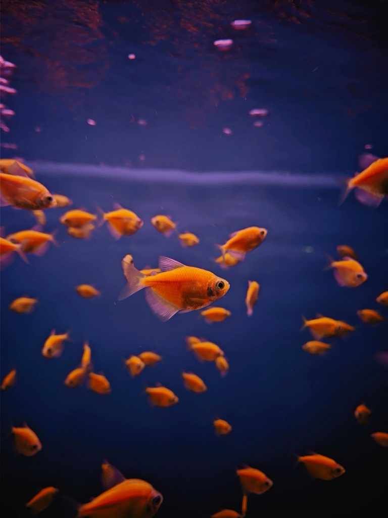 A large shoal of small orange tetras spreads across dark blue water, one in sharp focus in the middle of the frame.
