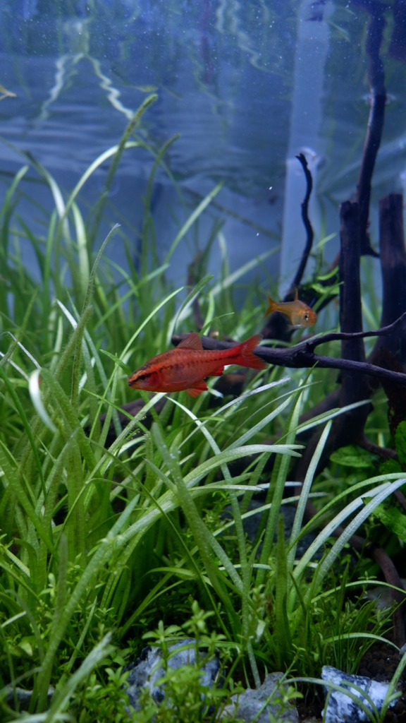 A bright red cherry barb swims over a dense bed of grassy green plants, with dark bare branches rising behind it.