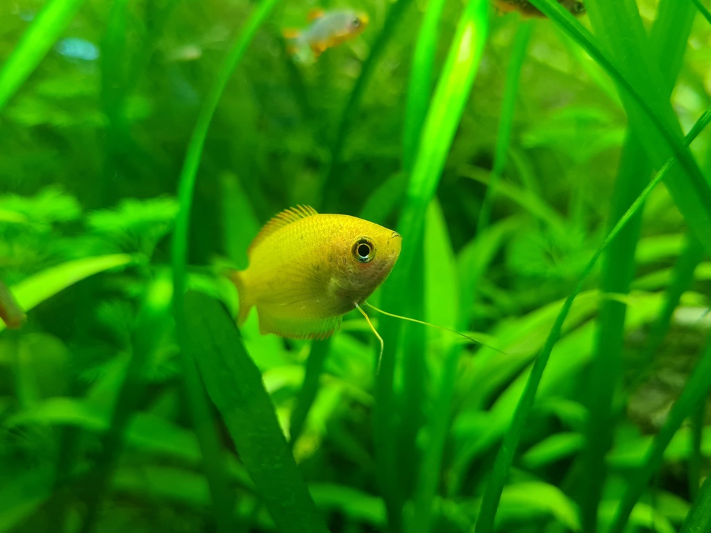 A small golden yellow honey gourami with one long thread like pelvic feeler extended hangs among bright green grassy leaves.