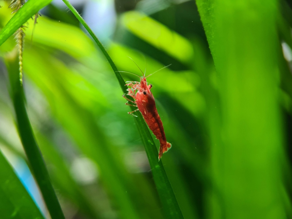 A deep red cherry shrimp grips the edge of a narrow green leaf, its antennae raised, thick green foliage out of focus behind.
