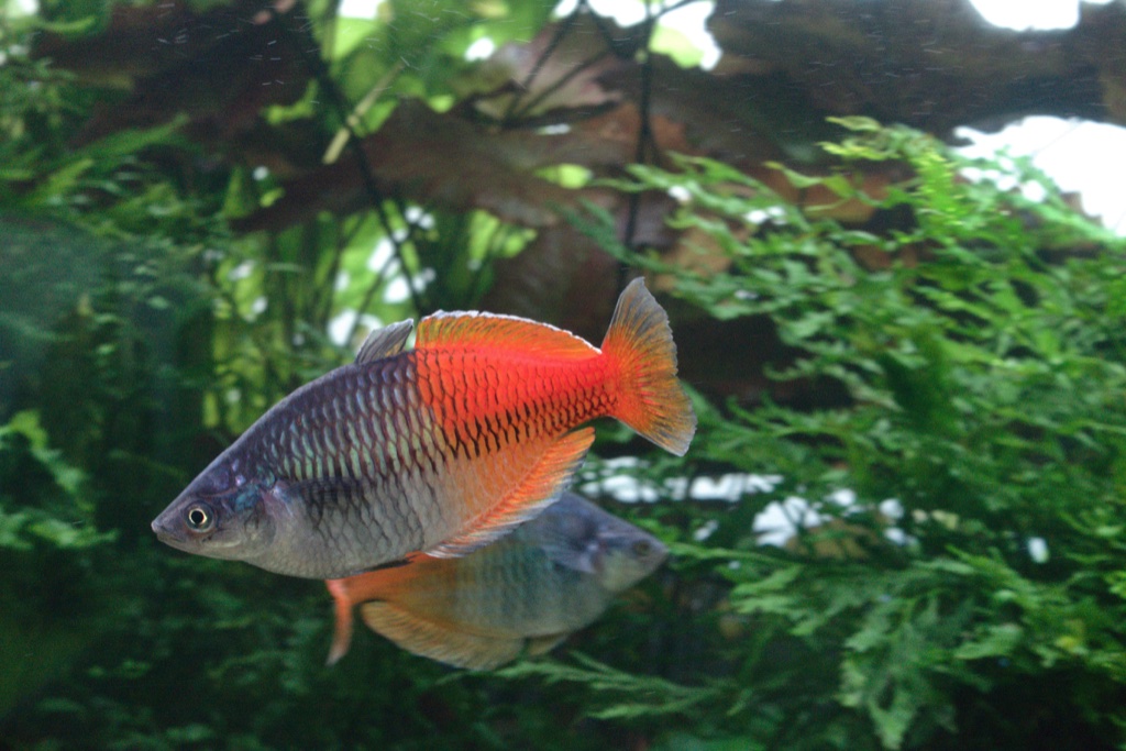 A Boeseman's rainbowfish, blue grey at the head and bright orange behind, swims in profile in front of fine green foliage.