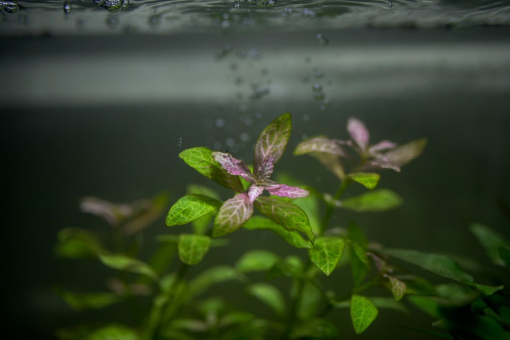 The growing tips of a submersed stem plant, its new leaves veined pink over green, reach towards the rippled water surface with small bubbles rising past.