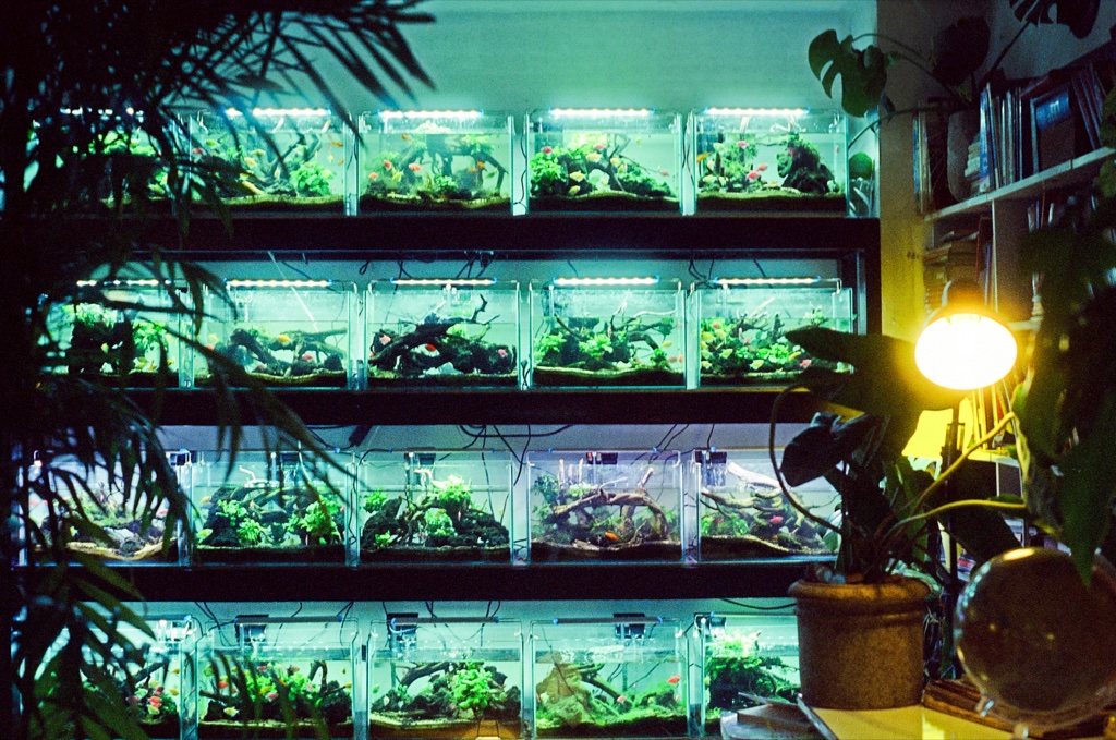 Four shelves of small planted nano aquariums lit by strip lights, each with its own wood and plant layout, a houseplant and a desk lamp at the right.