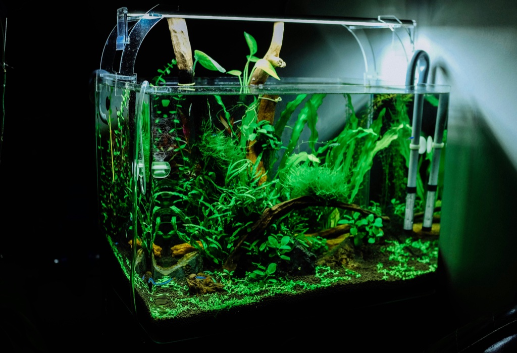 A small rimless planted tank glowing green in a dark room, its filter pipes and heater visible at the right and a driftwood branch rising above the water line.