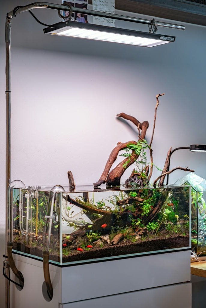A low rimless aquascape on a white cabinet under a suspended light bar, driftwood branches rising well above the water line and small red shrimp on the dark substrate.