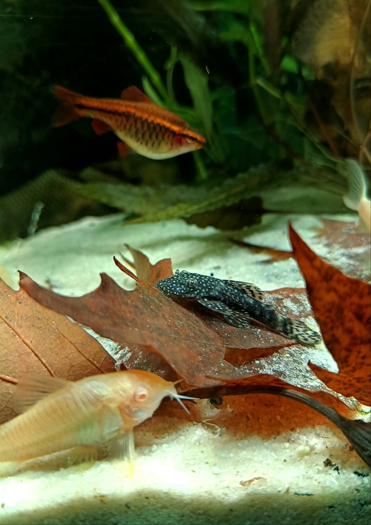 Three fish share a sand bottom scattered with dead brown leaves: a striped barb above, a dark spotted bristlenose pleco resting on a leaf, and a pale albino corydoras in the foreground.