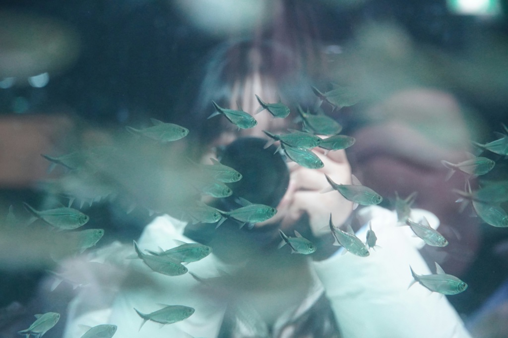 A shoal of small silver fish drifts across the glass while a photographer holding a camera is reflected in it, face hidden behind the lens.