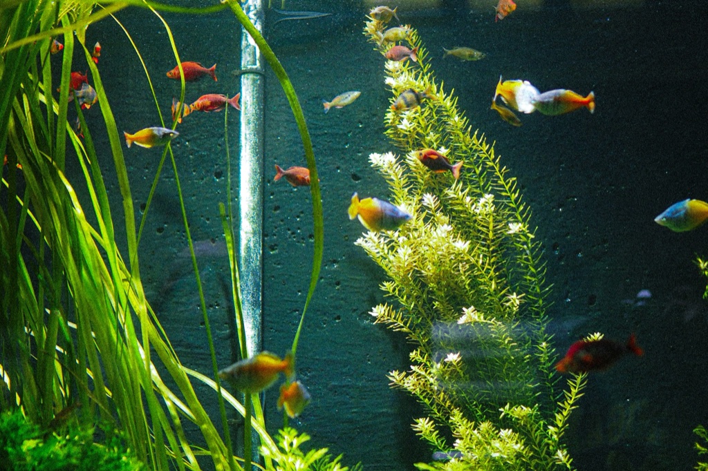 A community tank seen through the front glass, tall ribbon leaves on the left and a pale stem plant on the right, with red and yellow rainbowfish spread between them.