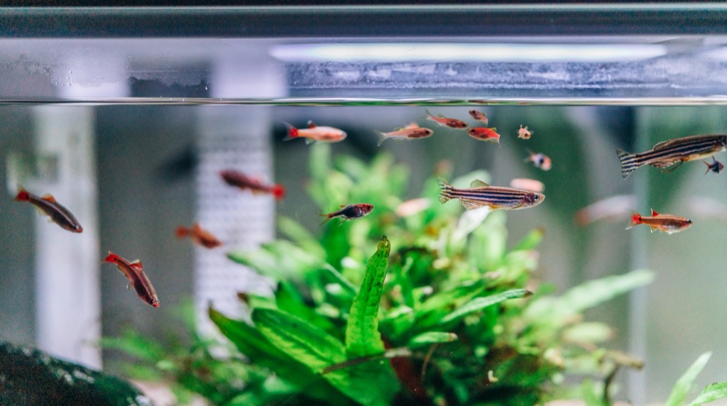 Zebra danios and small red fish swim just under the surface of a planted tank, a crinkled green plant filling the lower half of the frame.