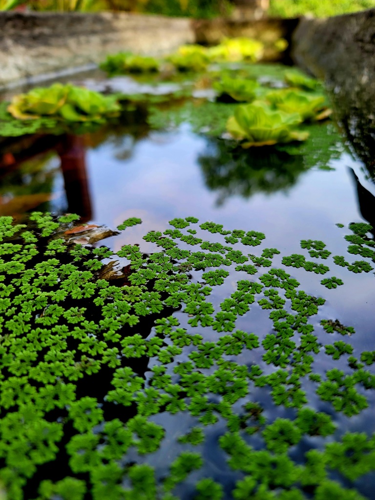 A drift of small clover shaped floating fern across the dark reflective surface of an outdoor pond, with rosettes of water lettuce and a stone edge behind.