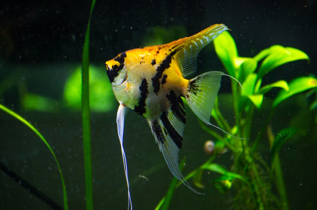 A gold and black marbled angelfish with trailing filaments swims beside a green stem plant against a dark background.