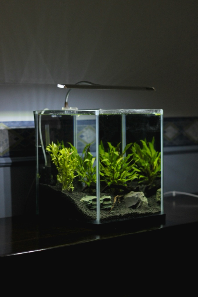 A small cube aquarium under a slim clip on light bar, planted with a row of green leaves along a sloping black substrate bank with flat pale stones at the front.