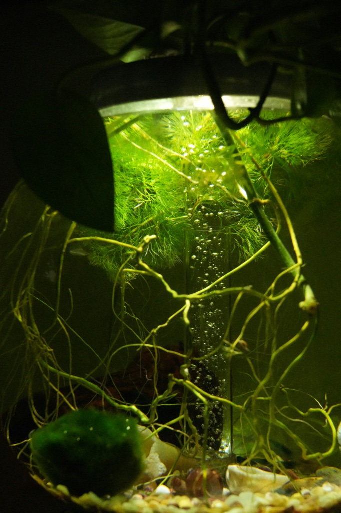 A round glass jar lit from above, filled with feathery green plants, trailing pale roots, a marimo ball and a column of fine bubbles rising through the middle.