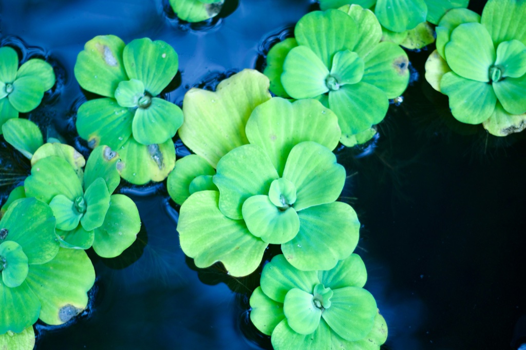 Rosettes of pale green water lettuce float on near black water, their ribbed leaves overlapping and their fine roots visible below the surface.