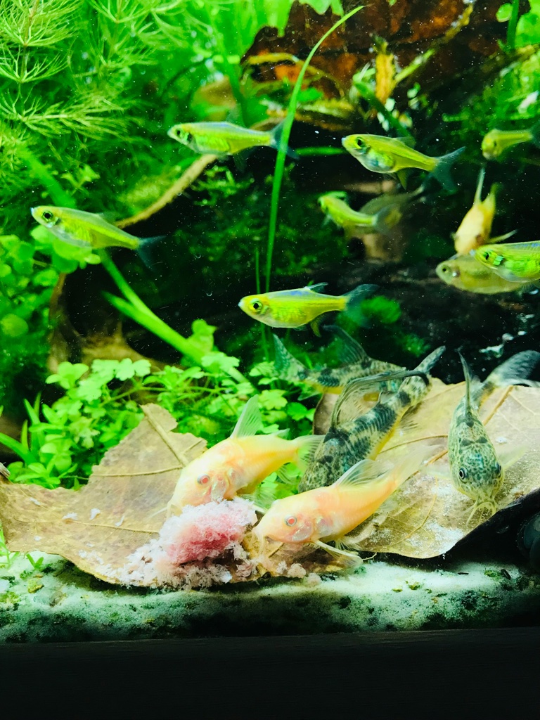 Small green tetras swim above a bed of dead leaves where two pale albino corydoras and two spotted ones feed on a patch of food, dense plants behind.