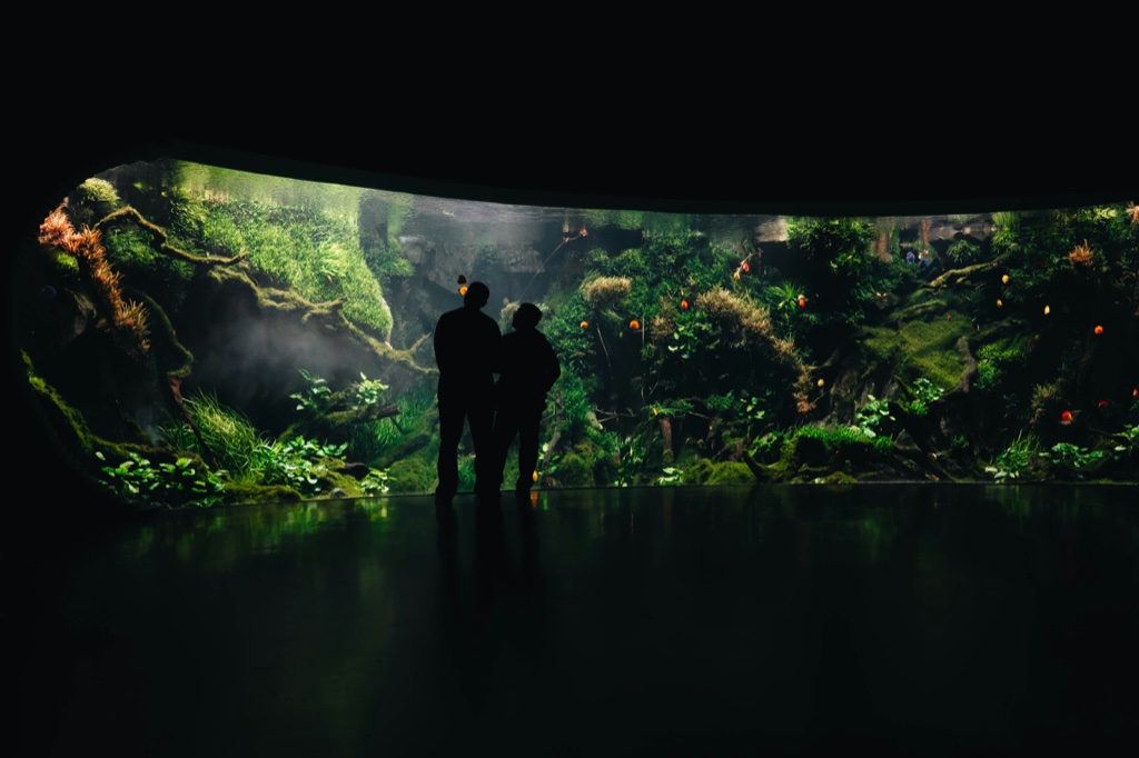 Two people stand in silhouette in a dark hall before a very wide curved aquascape of mossy banks, submerged branches and green mounds, its light the only light in the room.
