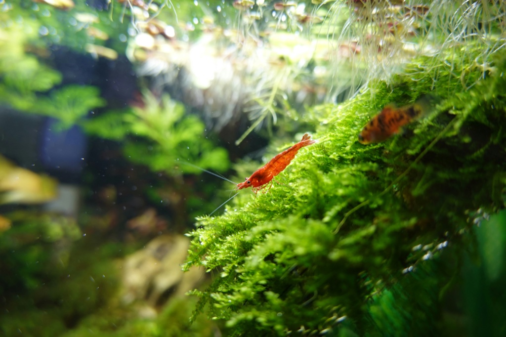 A bright red cherry shrimp stands on a mound of dense green moss, its antennae stretched forward, with a small brown fish behind it.