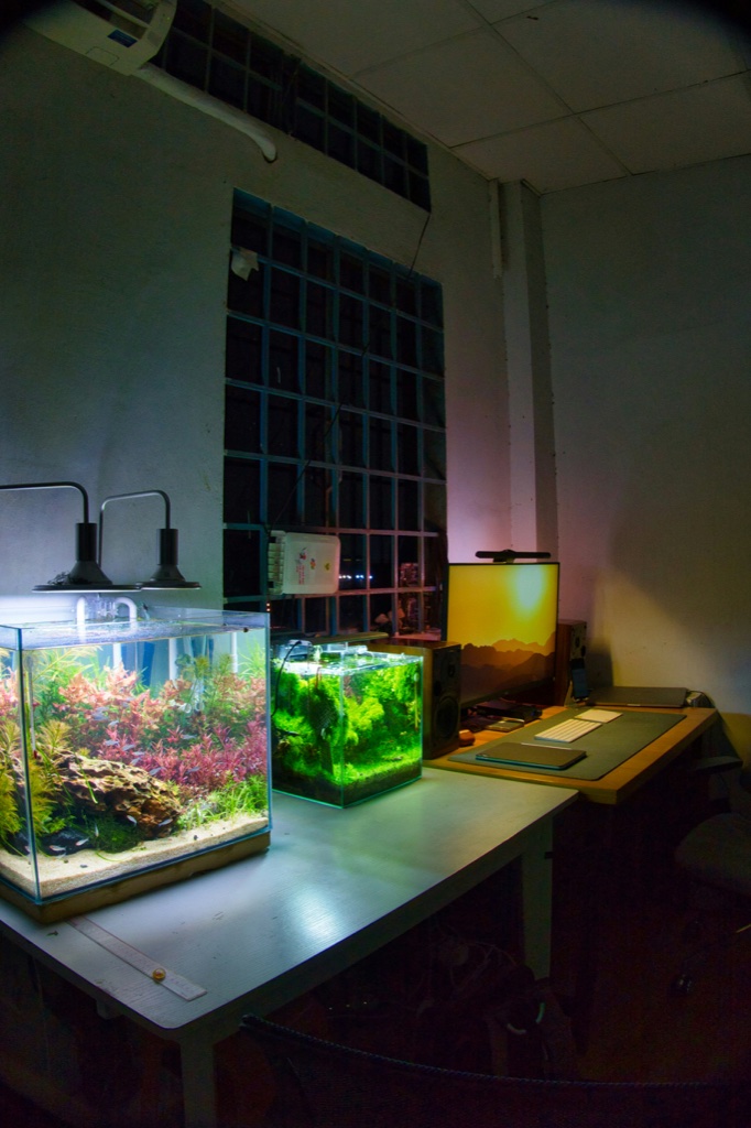 Two lit planted aquariums on a white desk in a dim room, the larger one full of red and green stems and the smaller cube densely green, a monitor and keyboard beyond them.