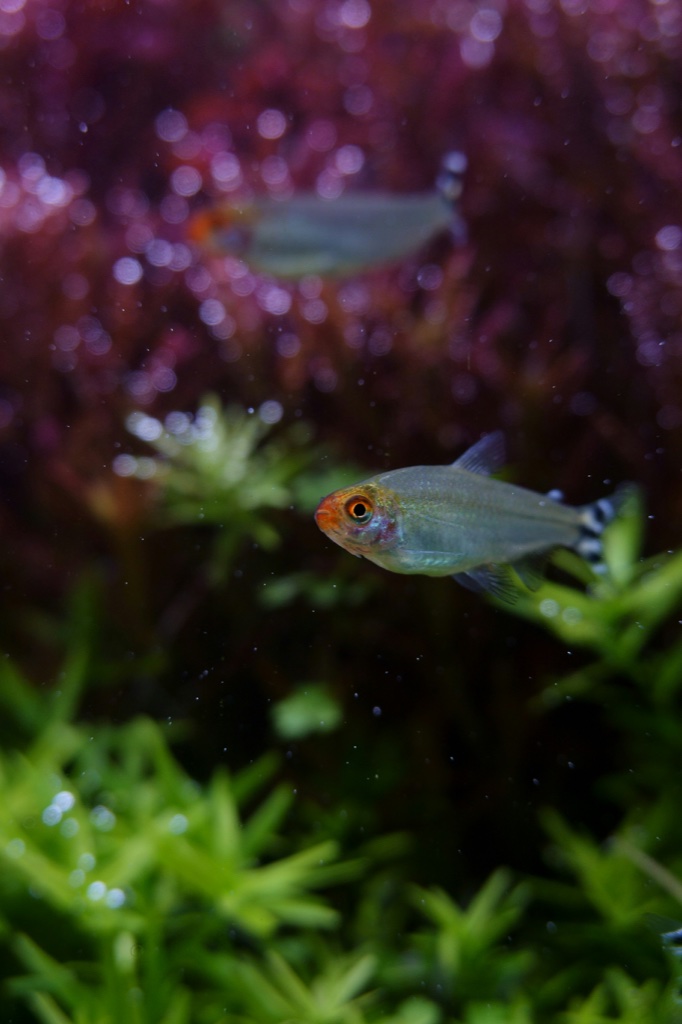 A rummy nose tetra with a bright red head and a black and white banded tail swims in front of dark red plants, a second one blurred above it.