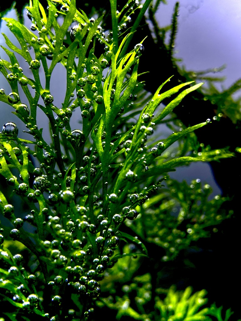 A green submersed plant covered in hundreds of small oxygen bubbles clinging to its leaves, against a pale blue background. A green submersed plant covered in hundreds of small oxygen bubbles clinging to its leaves, against a pale blue background.