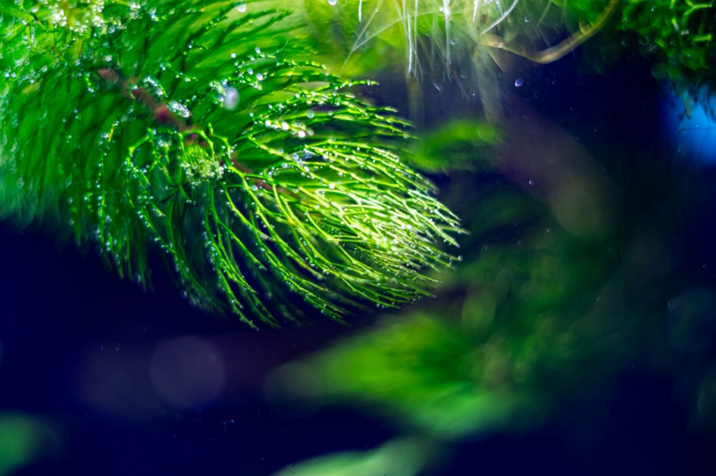 A close view of a whorl of fine needle like green plant beaded with small bubbles, against dark blue water.