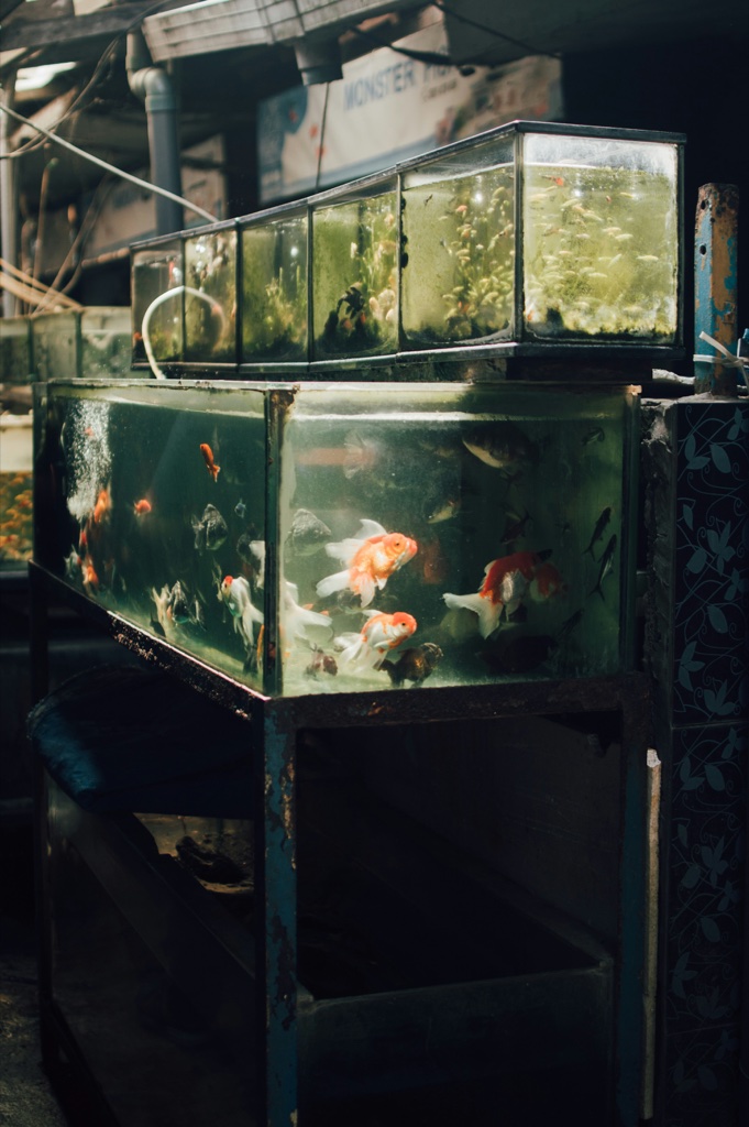 Stacked green tinted tanks on a rusting metal stand in a dim fish shop, orange and white goldfish in the lower tank and small pale fish in the row above.