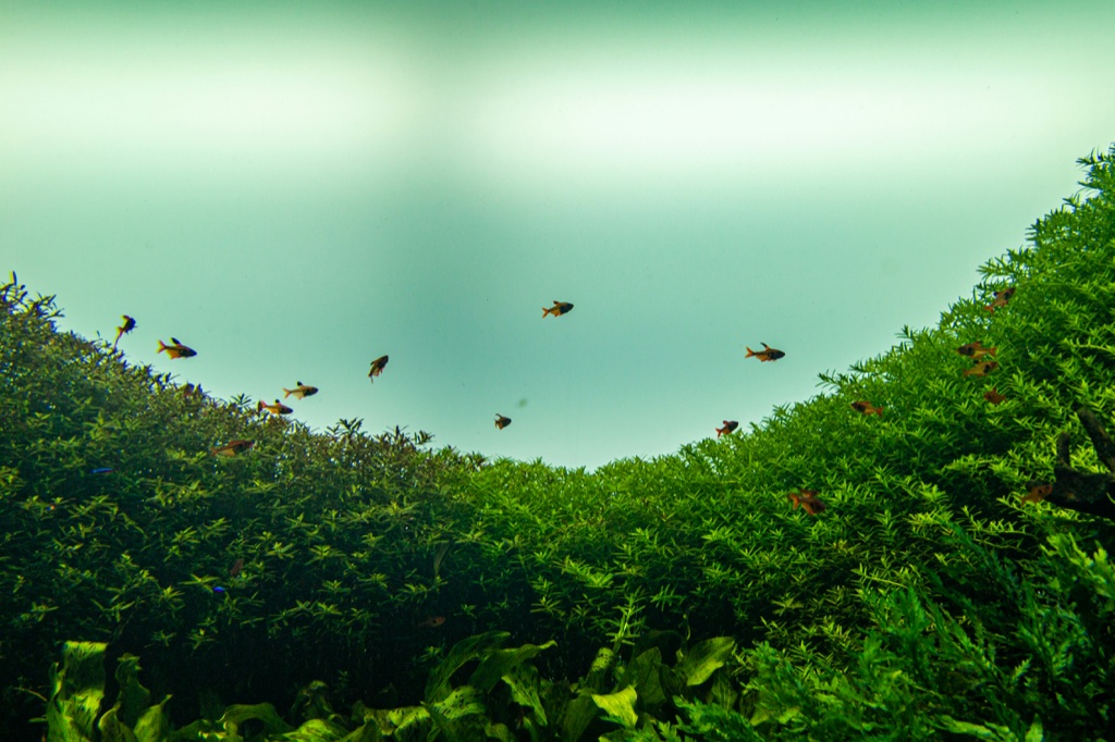 A dense green hedge of fine leaved stem plants dips in the middle like a valley, with a dozen small orange and black fish swimming in the open water above it.