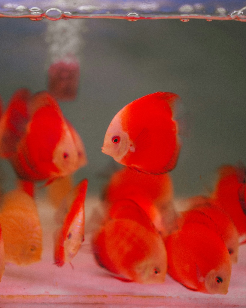 Eight bright red discus of different sizes in a bare white shop tank, a column of bubbles rising at the left and the water surface across the top.