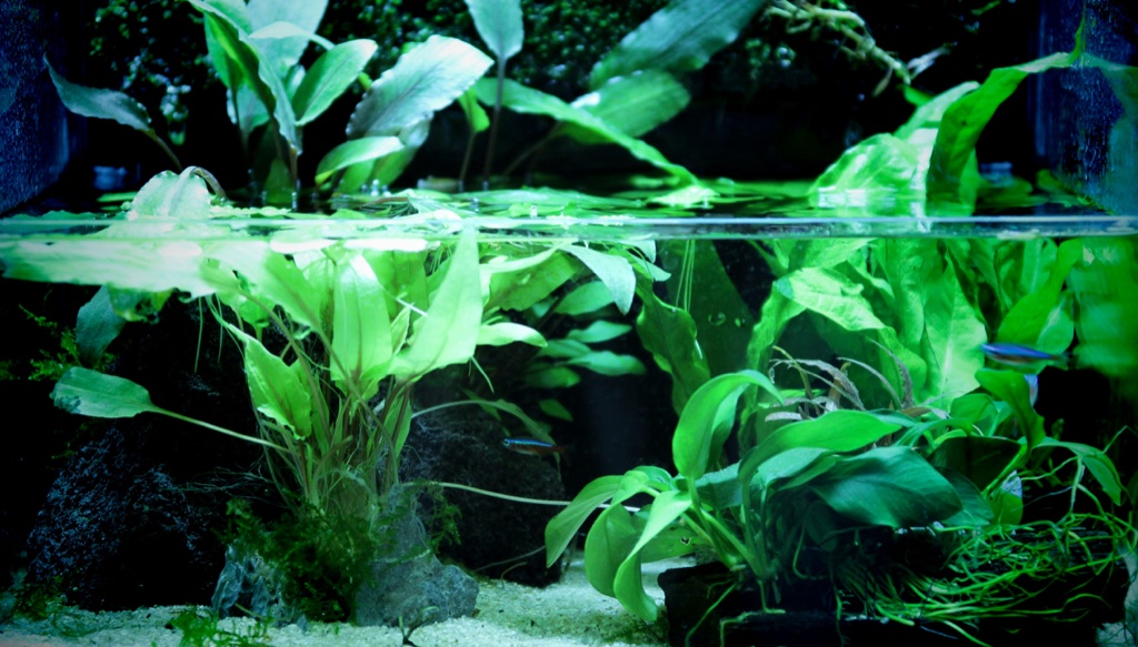 A planted tank photographed across the waterline, broad leaves growing out into the air above and the same plants continuing below over dark rock and pale sand, with a neon tetra among them.