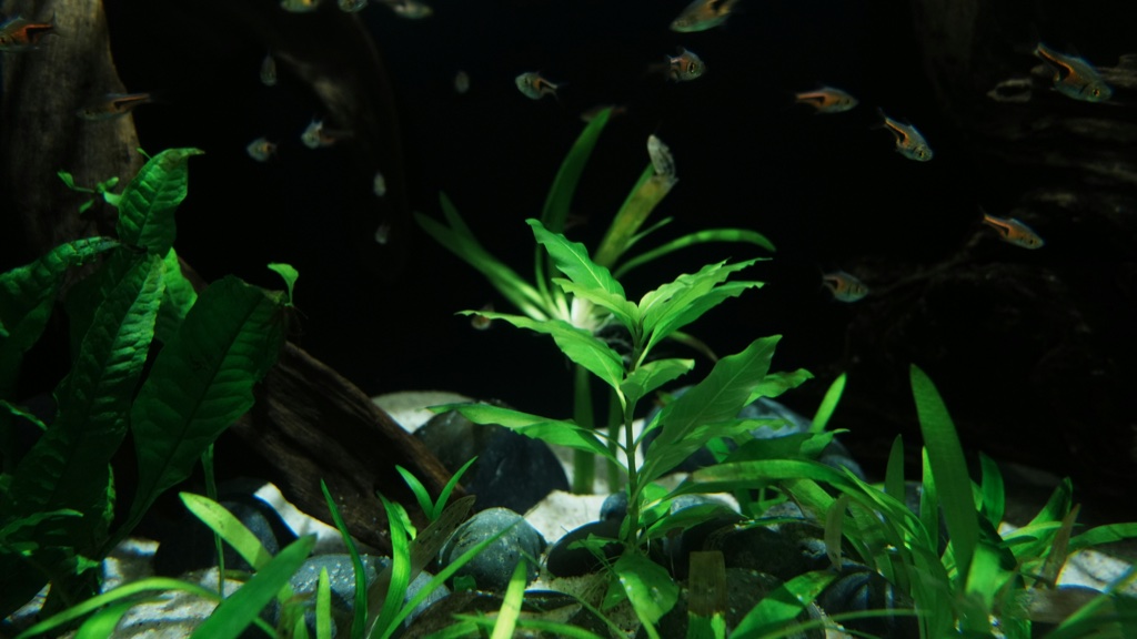 Small orange and silver rasboras swim in dark open water above a bank of broad and grassy green plants growing between pale stones and dark wood.