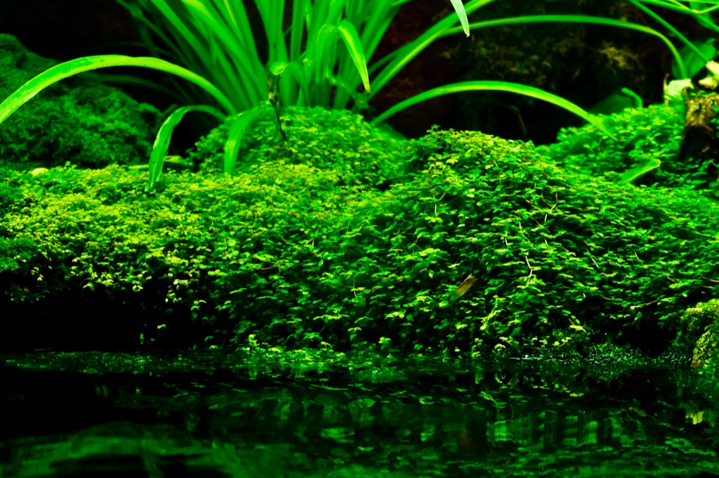A dense mound of tiny leaved green carpeting plant rising just above the waterline and mirrored in the dark water below, with grassy blades arching over it.