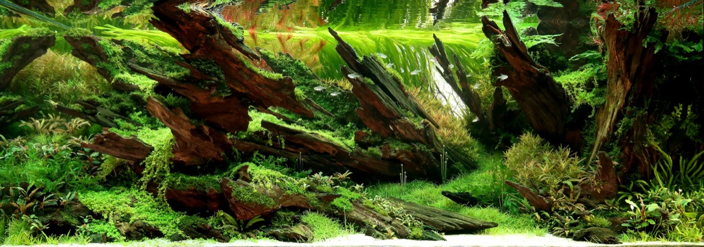 Cho Jaesun’s planted landscape