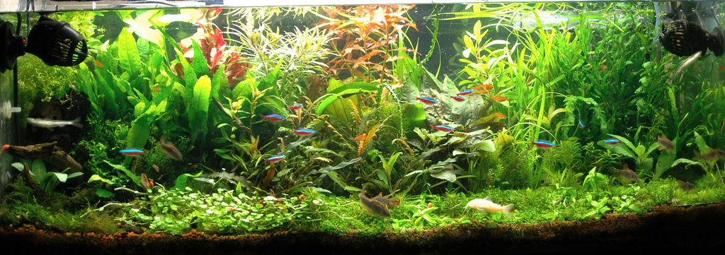 Luis Embalo’s planted aquarium