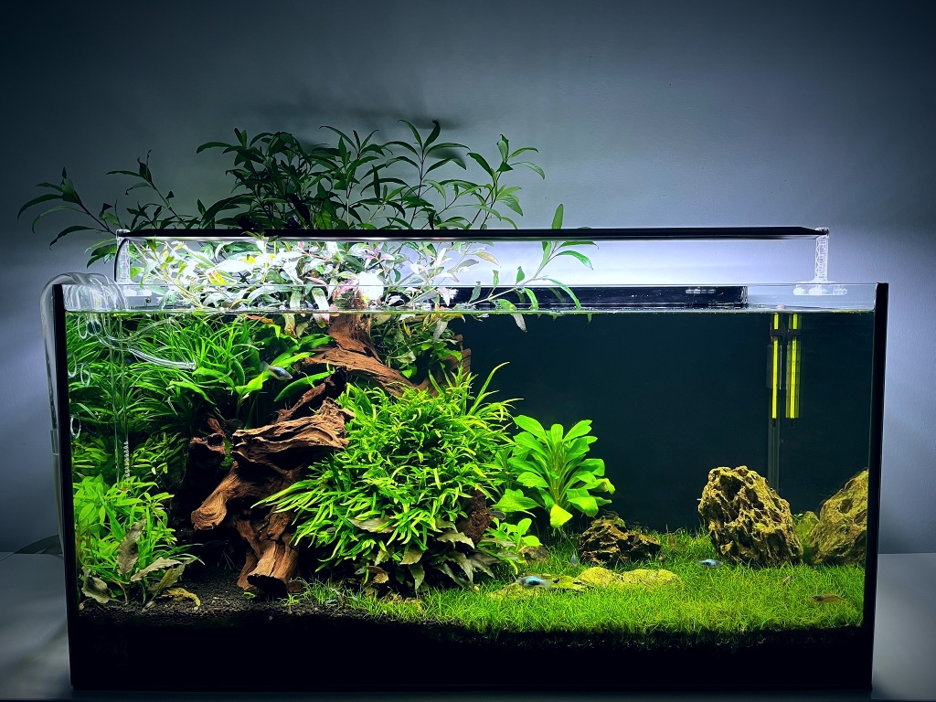 Triangular planted aquarium