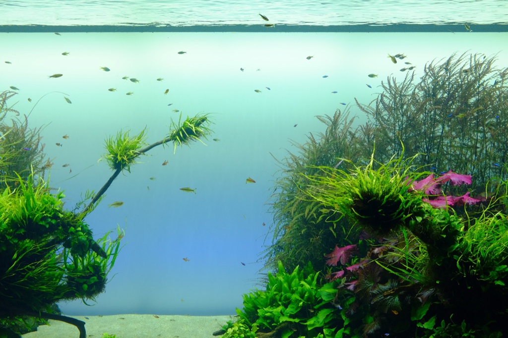 Forests Underwater, Lisbon