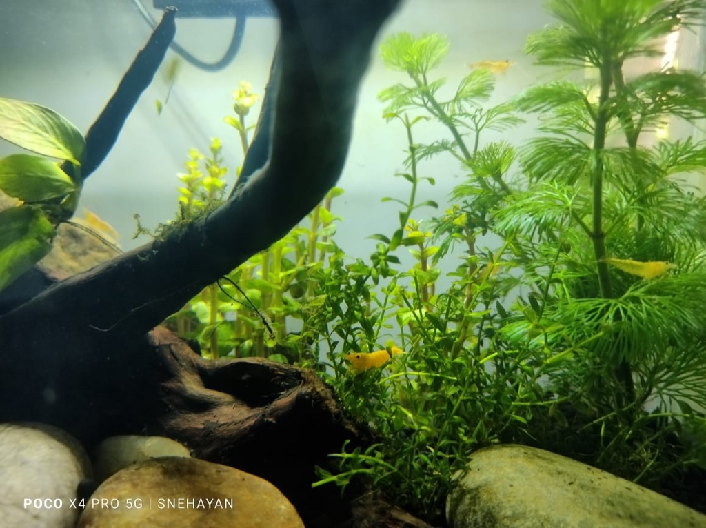 Planted shrimp habitat